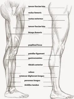 Leg side