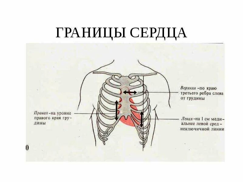 Сердце относительно ребер. Сердце строение границы. границы сердца анатомия человека. проекция границ сердца детей. относительная граница сердца топография.