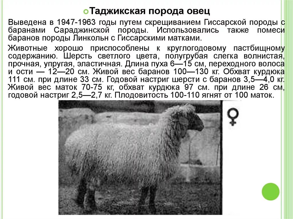 Гиссарская порода овец вес. Гиссарская порода Баранов вес. Таджикская гиссарская порода Баранов. Сараджинская порода овец. Сколько вес барана