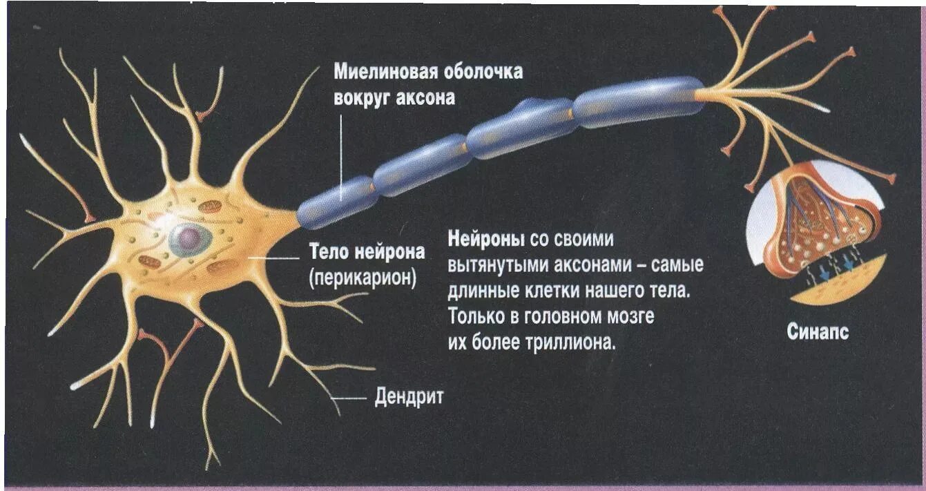 Возбудимые ткани физиология. Возбудимость нервной ткани. Физиология нервной ткани. Физиология возбудимых тканей презентация. Какие клетки обладают возбудимостью и проводимостью