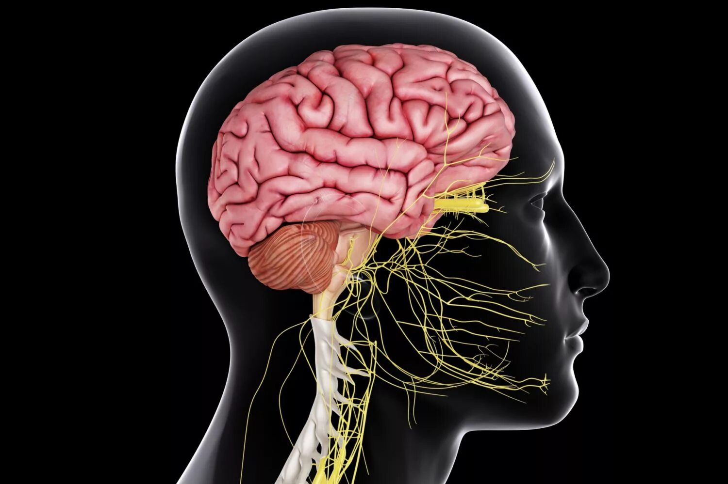 Brain nerve. Центральная нервная система головной мозг. Нервная система головного мозга человека анатомия. ЦНС головной мозг анатомия человека. Центральная нервная система головной мозг нервы.