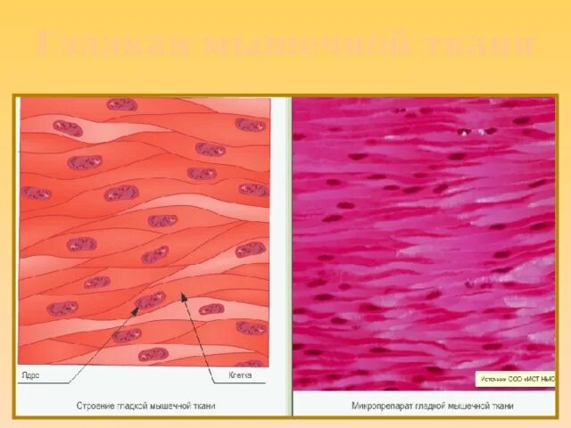 Как выглядит гладкая мышечная ткань. Гладкомышечная ткань препарат гистология. Гладкая мышечная ткань микропрепарат. Гладкая мышечная ткань продольный разрез. Гладкая мышечная ткань строение.