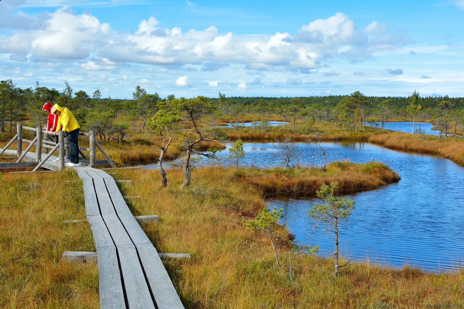 Филиппи болото в греции. Преодоление болота по жердям. Мост через болото. Путь через болота. Преодоление заболоченного участка.