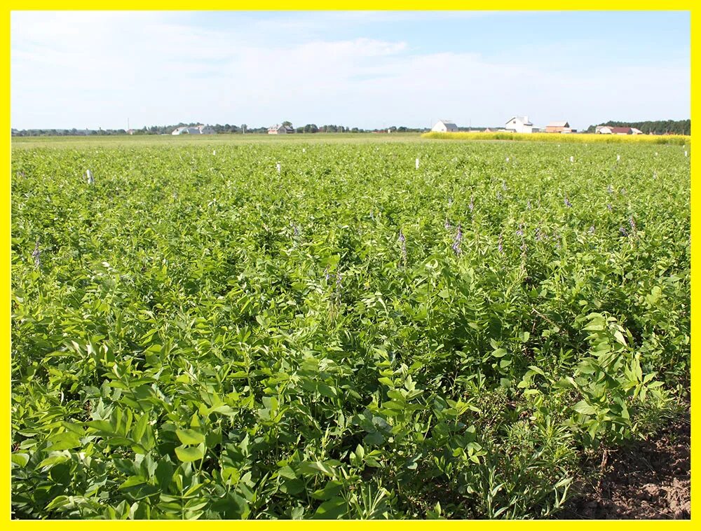 Комбайн для уборки семян люцерна. Однолетние кормовые культуры. «сельскохозяйственная культура люцерна». Люцерна технология возделывания. Лучший сорт люцерны.