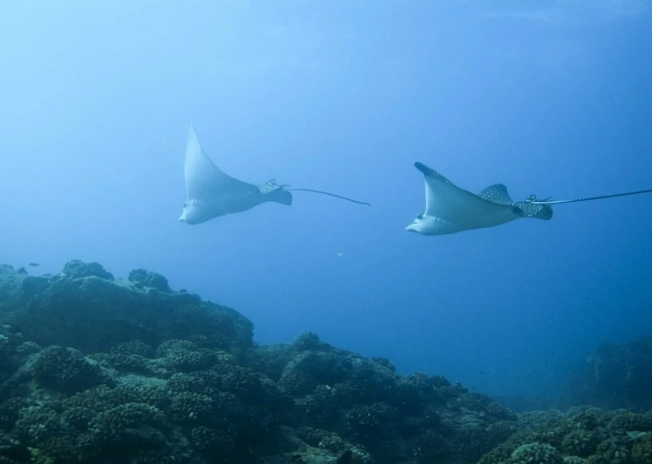 Большой п. Вглубь 3. Киты индийского океана фото. Киты индийского океана фото. Вглубь океана.