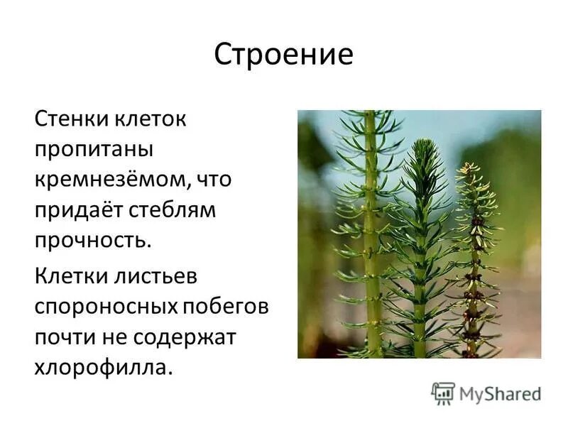 Отдел Хвощевидные строение. Кремнезем в Хвощах. Клеточная стенка хвоща.