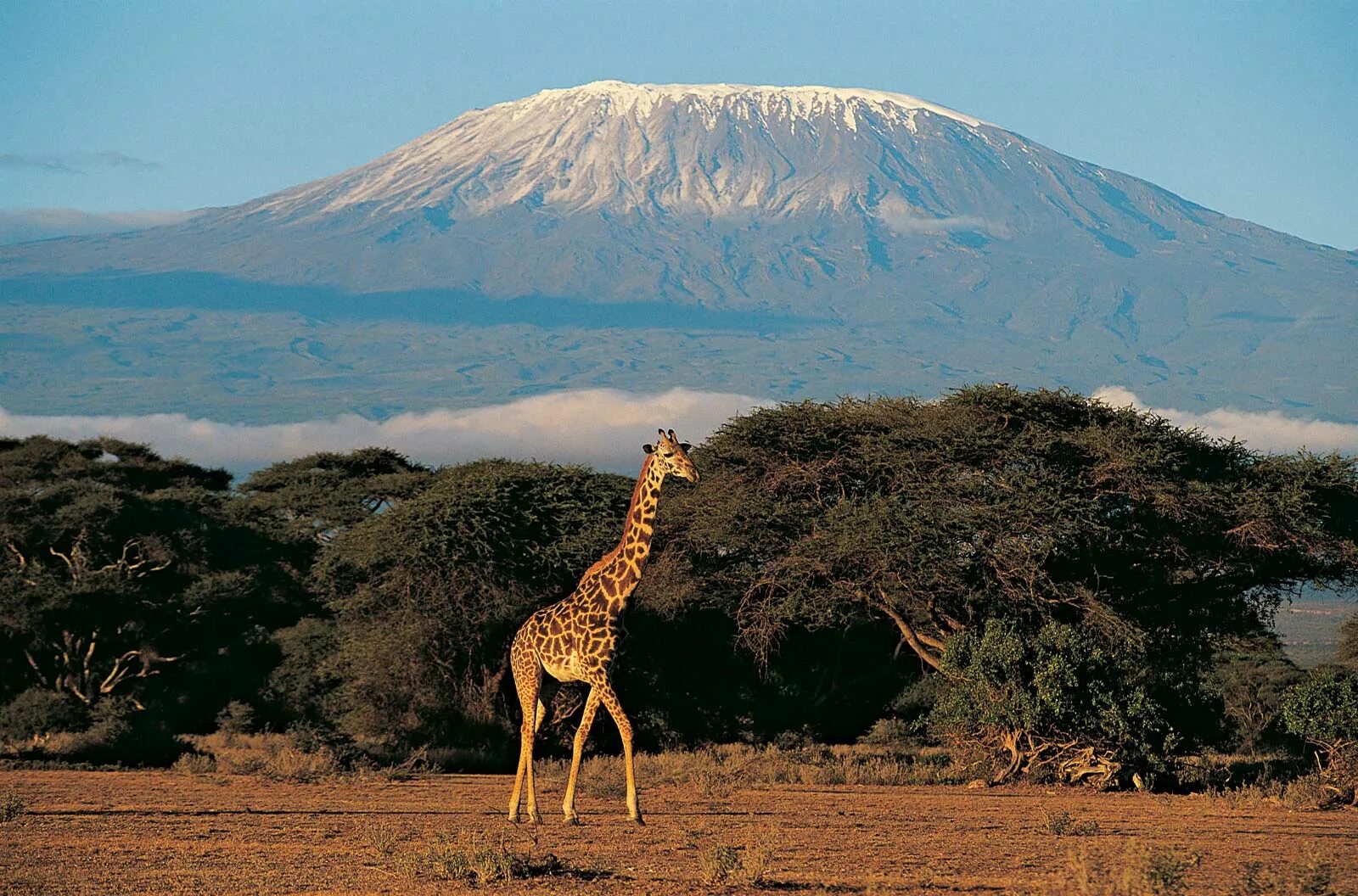 Африка самый высокий. Килиманджаро Танзания. Гора в Африке Килиманджаро. Вулкан Килиманджаро. Африка вулкан Килиманджаро.