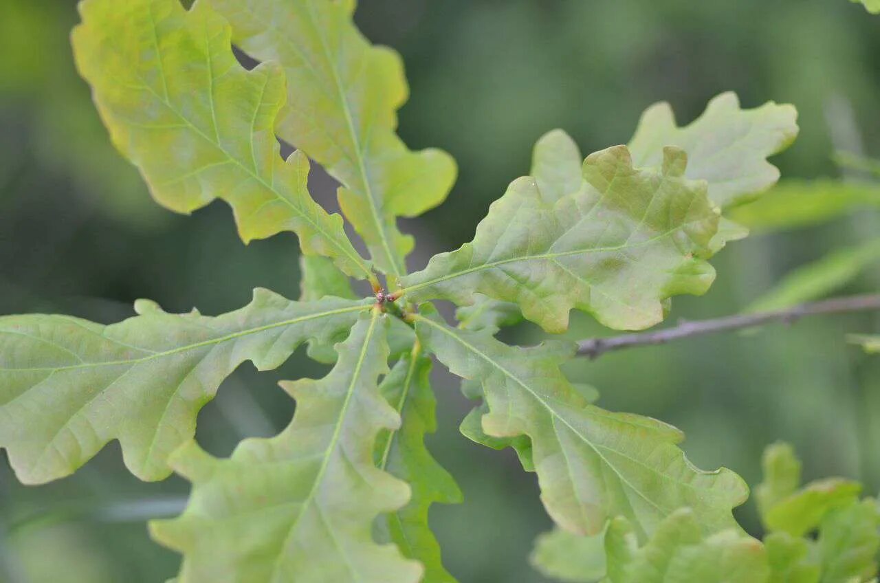 Дуб заболел. Quercus Robur цветки. Quercus Robur сырье. Quercus Robur Leaf. Вредители дуба.