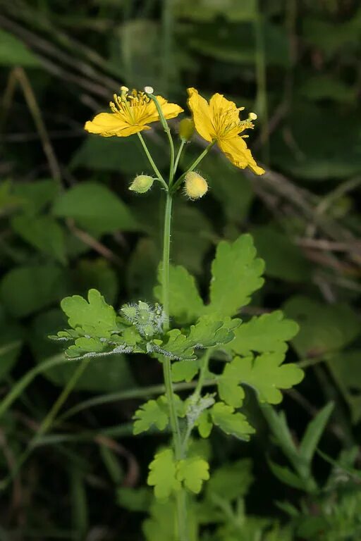 Chelidonium majus. Чистотел трава. Чистотел бородавник. Ядовитая трава чистотел.