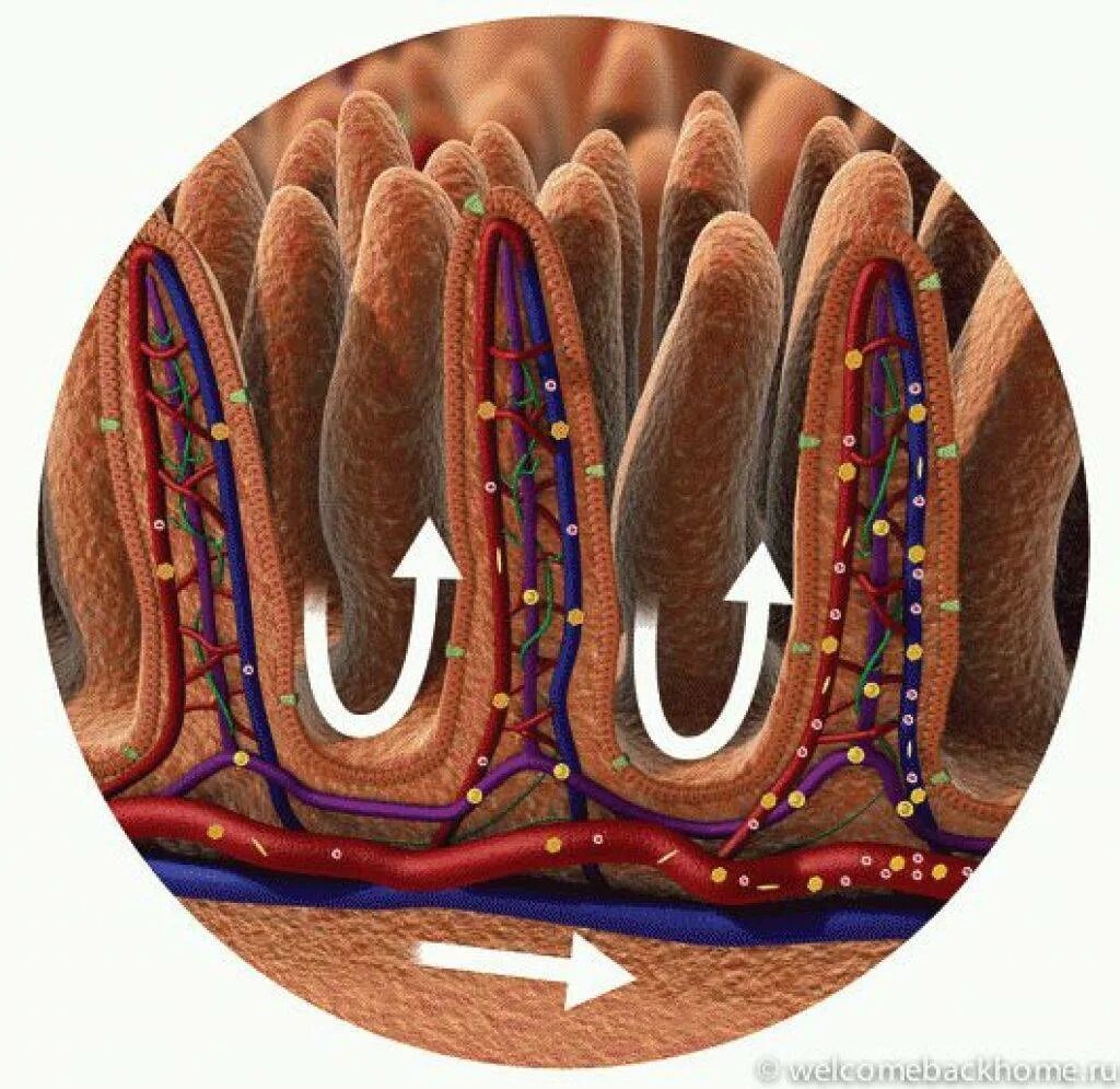 Кишечные ворсинки тонкого кишечника. Всасывание питательных веществ в тонком кишечнике. Ворсинки тонкого кишечника всасывание. Тонкая кишка кишечная Ворсинка. Внутренняя поверхность кишечника