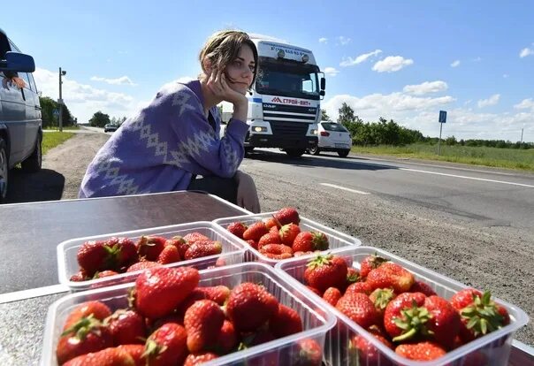 Белорусская клубника. Продавец клубники. Сбор клубники в Шотландии. Бабушка на дороге пролает ягоды.