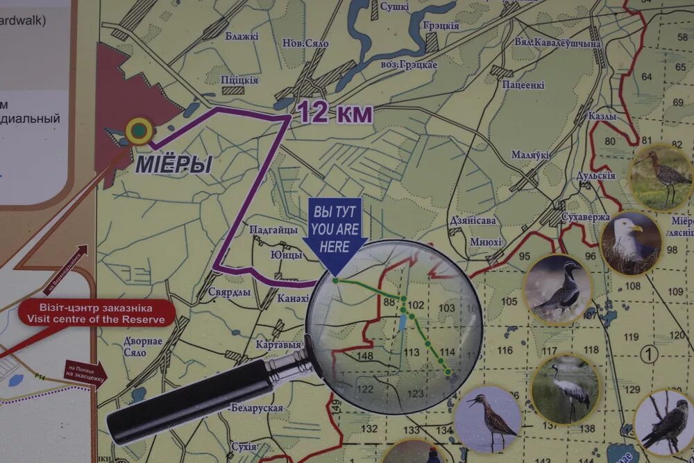 Болото ельня на карте. Ельня как доехать. Ельня осенью. Болото ельня беларусь на карте. Болота ельня местонахождение.