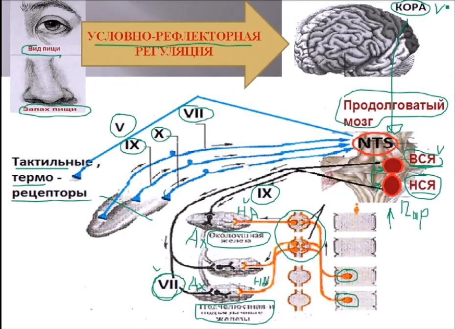 Симпатическая регуляция слюноотделения. Регуляция слюноотделения физиология. Механизмы регуляции слюноотделения физиология. Регуляция слюноотделения схема.