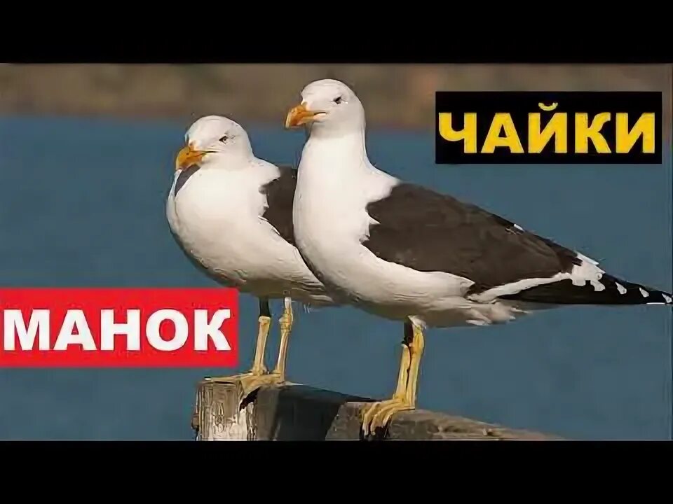 Я пою как чайка. Голос Чайки. Чайка звук. Чайки звук голоса. Озёрная Чайка звук.