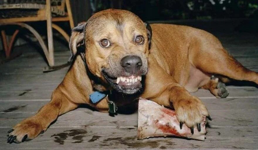Почему собака пищит. Агрессивная собака. Пищевая агрессия у собак. Плохая собака. Злой пес.