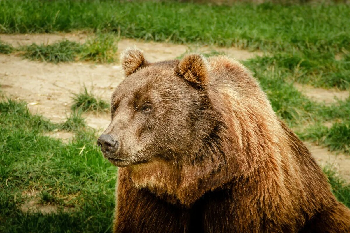Bear side