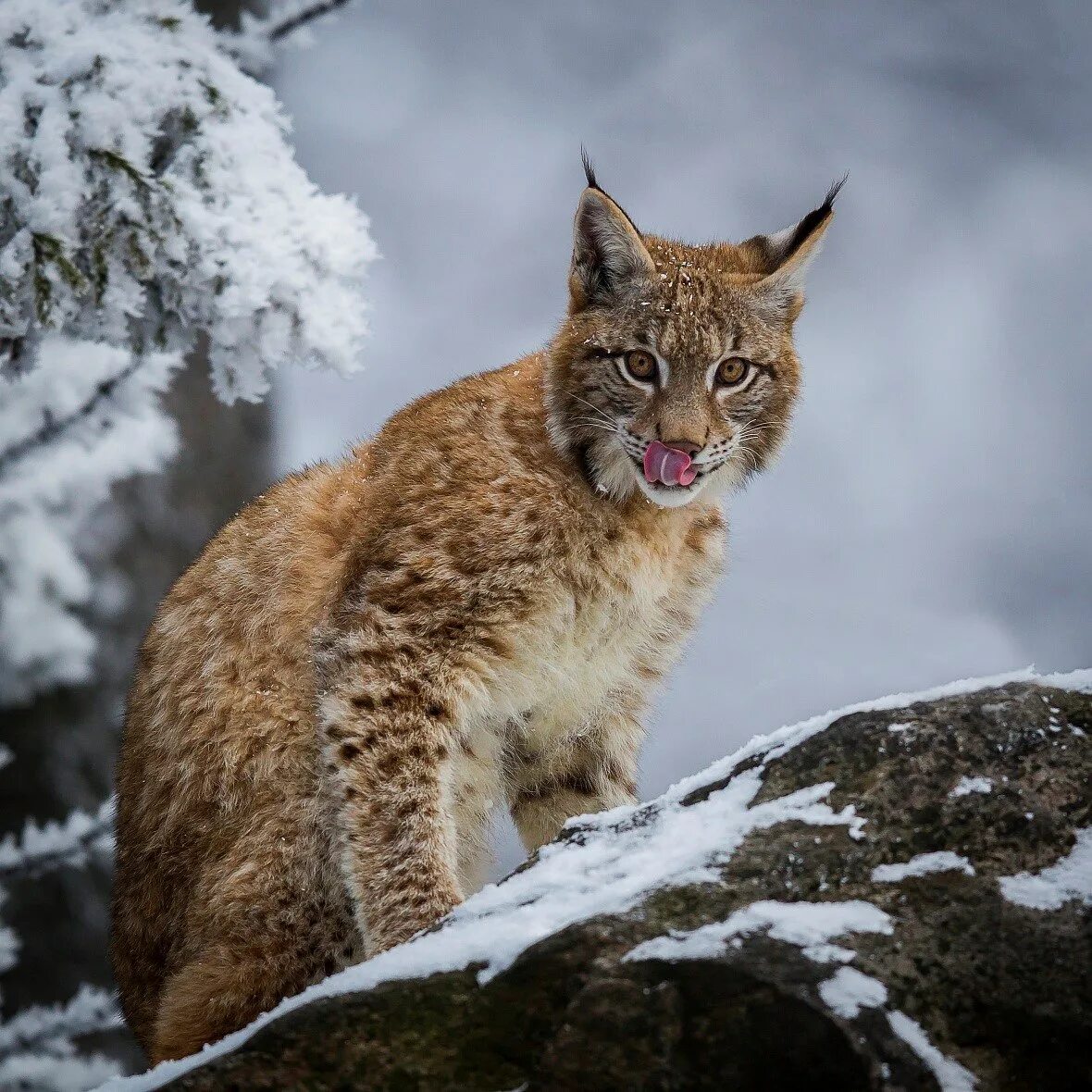 Рысь Горная Шория. Рысь Денежкин камень. Кавказская Рысь Lynx Lynx dinniki. Рысь в Кавказском заповеднике. Средняя рысь