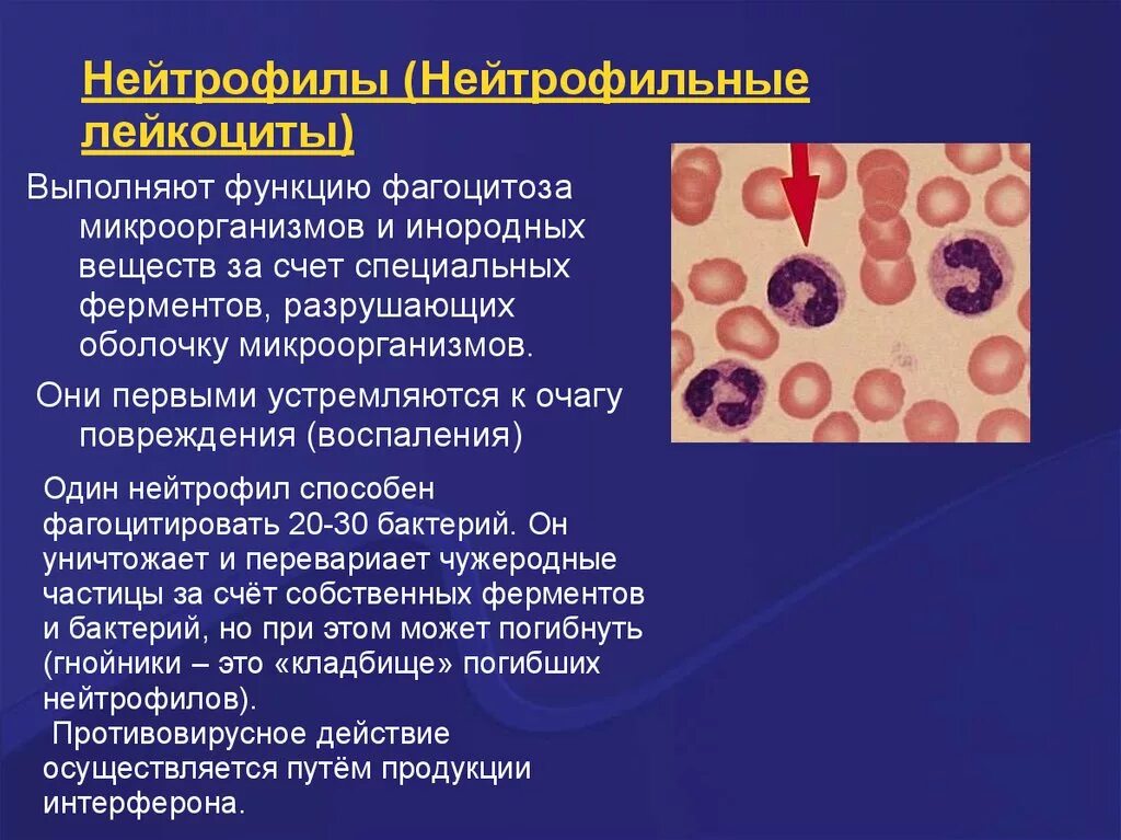 В очаге острого воспаления нейтрофилы секретируют. Функции нейтрофильного лейкоцитоза. Нейтрофильные лейкоциты. Нейтрофильные лейкоциты функции. Роль нейтрофилов в воспалении.