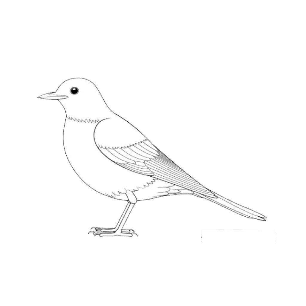 Птица рисунок. Птичка карандашом. Картинки птиц для срисовки. Рисунок птицы с боку.