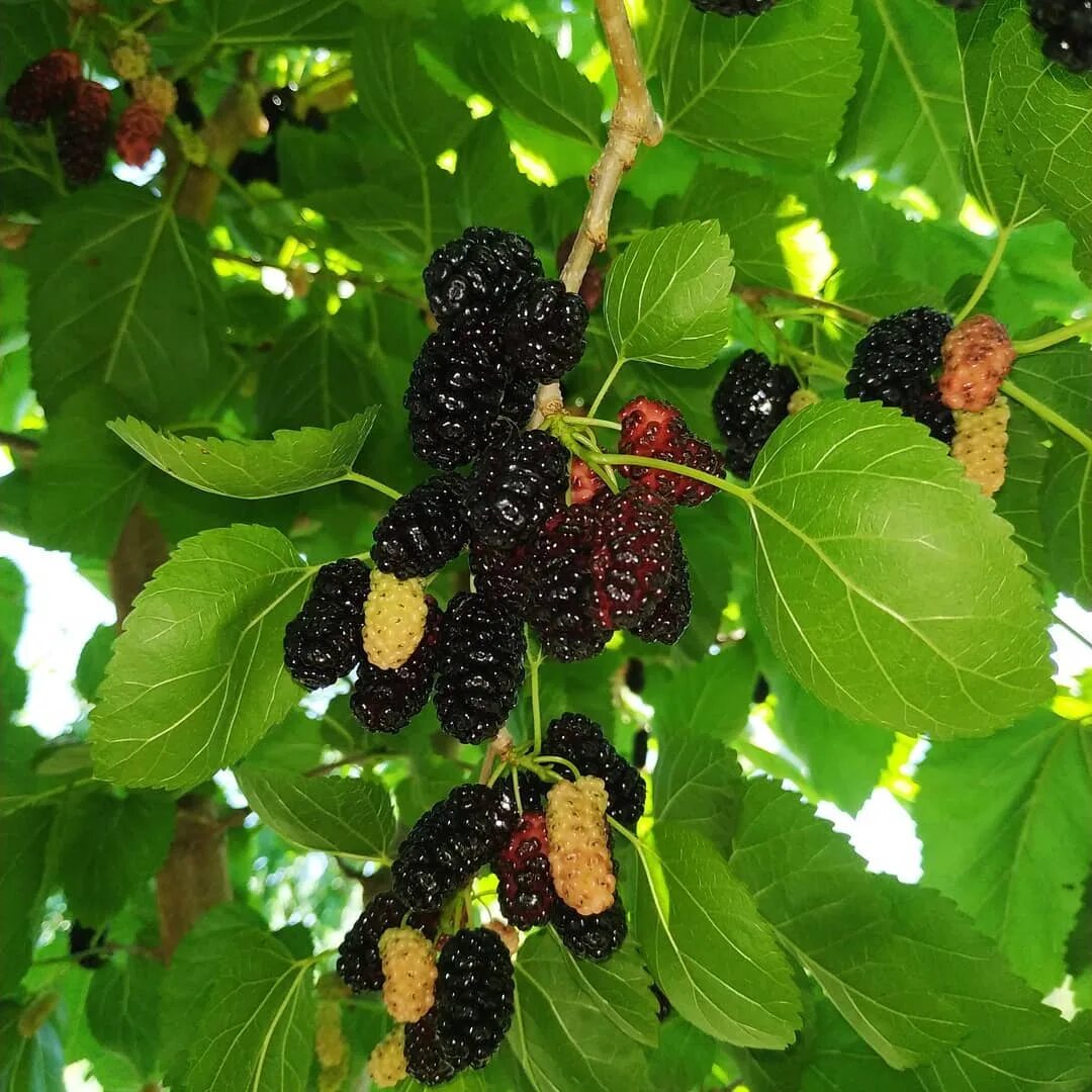 вишня шелковица. вырастить киви в подмосковье. сросшиеся киви. тутовник альба. киви на приусадебном участке.