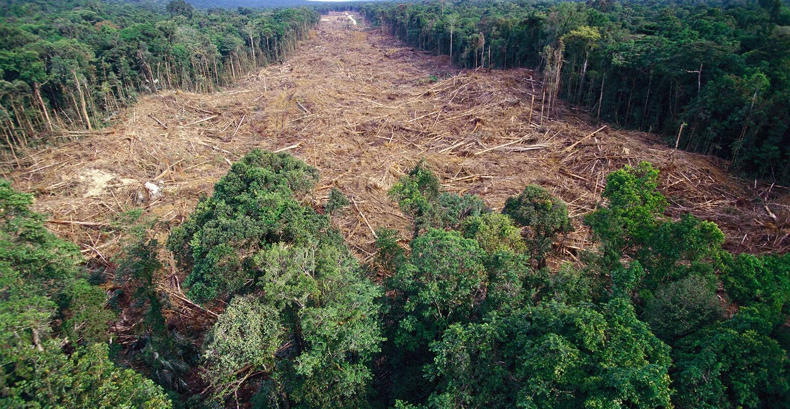 Обезлесивание. Обезлесение в Индии. Обезлесение Бразилии. Долина Мехико обезлесение. Вырубка лесов в субтропиках России.