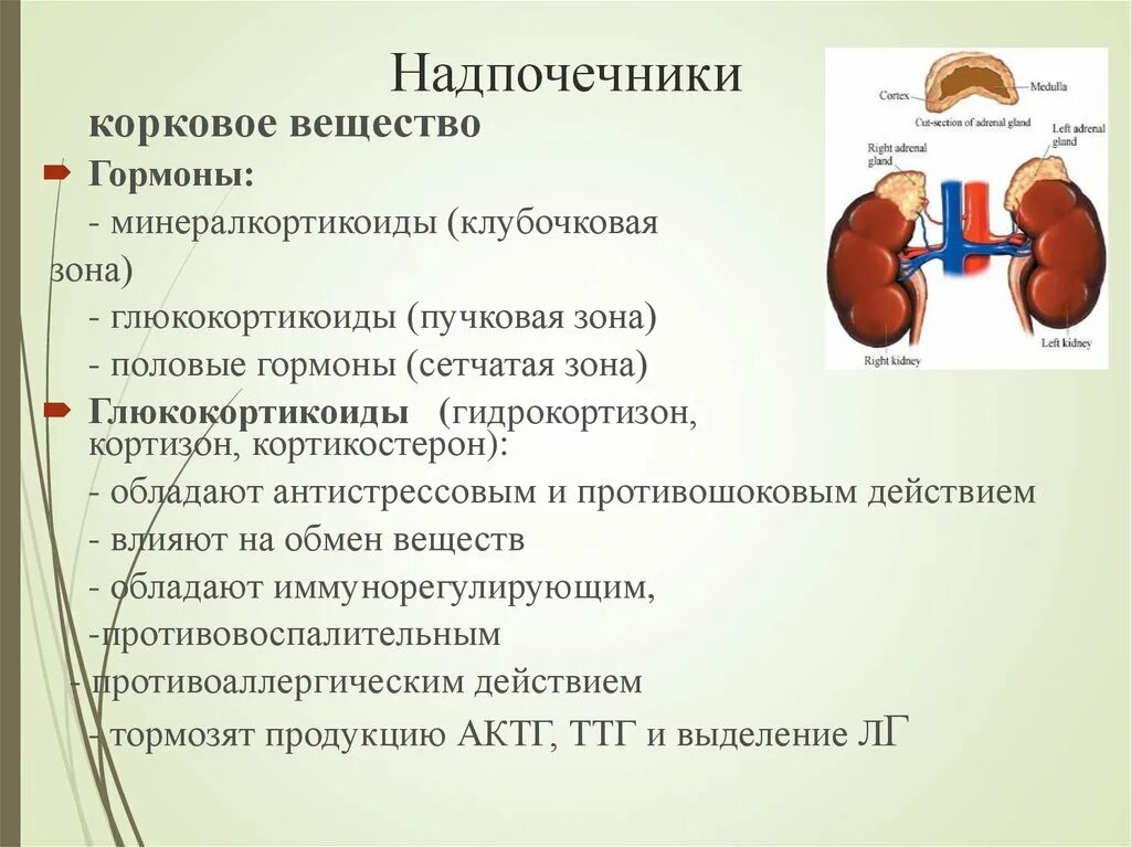 Надпочечники. Надпочечники влияние. Что такое надпочечники и их функции. Роль гормонов надпочечников. Нарушение функции надпочечников