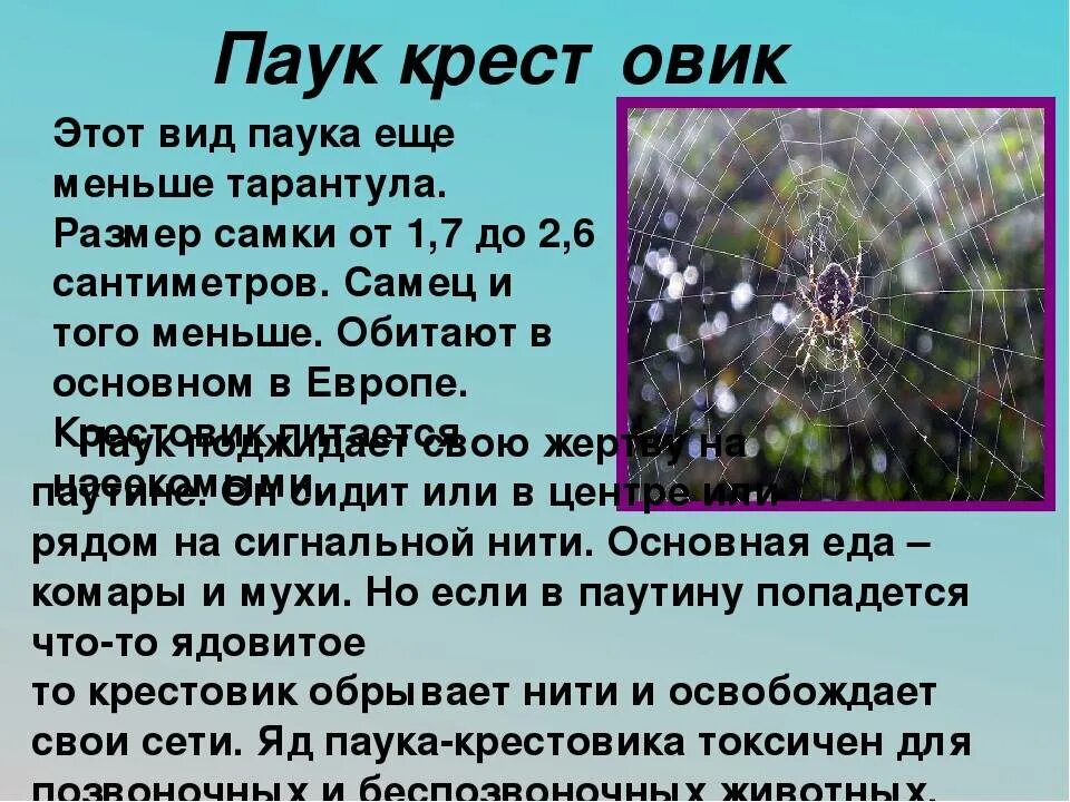 Паук на улице примета. Паук крестовик приметы. паук крестовик опасен для человека. сообщение о пауке крестовике. пауки в доме приметы.