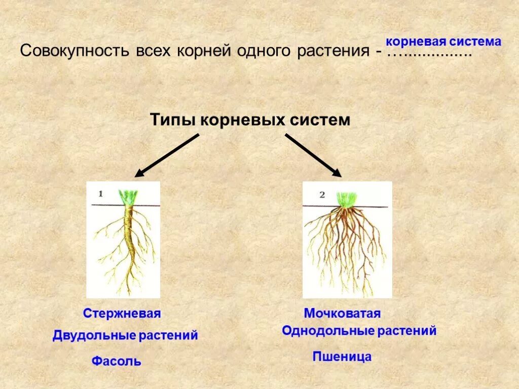 У двудольных растений мочковатая корневая система. Стержневая и мочковатая корневая система. Стержневая система корня у двудольных. Корневая система у однодольных и двудольных растений. Стержневая корневая система у двудольных.