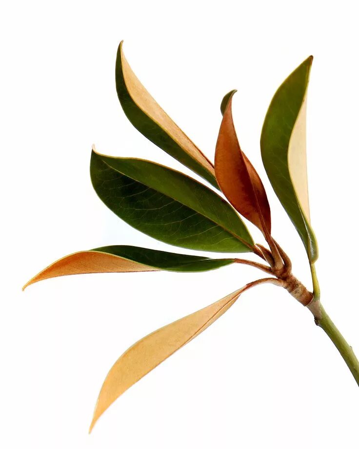 Магнолиевые листья. Магнолия крупноцветковая. Листья магнолия. Магнолия виргинская дерево. Магнолия дерево листья.