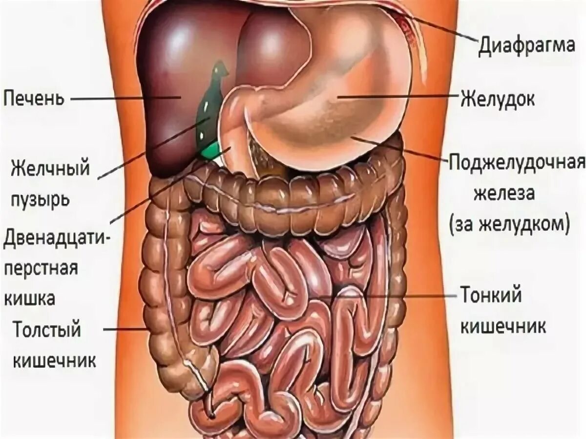 Кишечник желчный пузырь печень