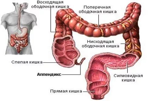 Слепая кишка в организме. Слепая кишка аппендикс функции и строение. Строение кишечника аппендикс. Червеобразный отросток слепой кишки. Аппендикс строение и функции.