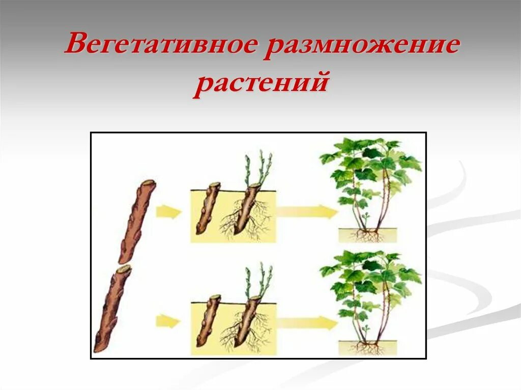 При вегетативном размножении используются. Вегетативное размножение растений. Бесполое размножение вегетативное черенками. Технологии вегетативного размножения растений черенкование. Вегетативное размножение черенков.