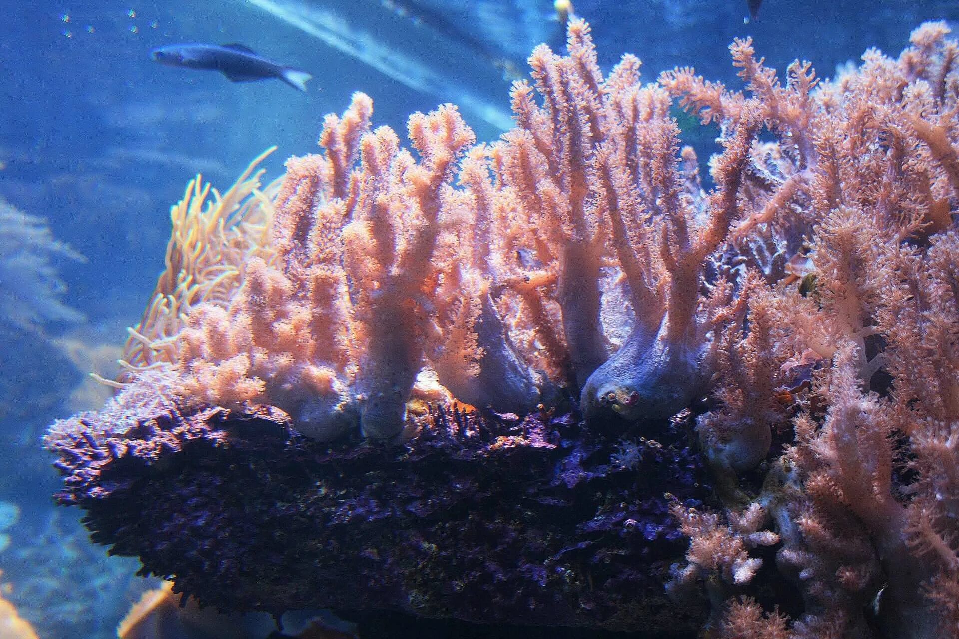 Coral life. Кораллы. Аквариумные кораллы живые. Живые кораллы для аквариума. Кораллы на суше.