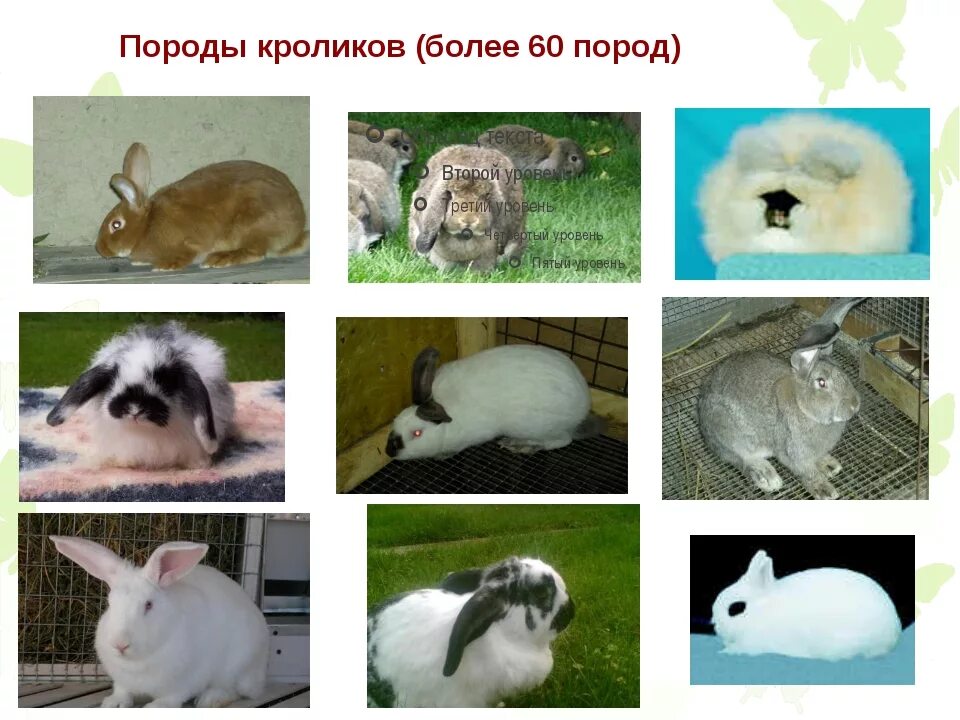 Какие породы домашних. Породы домашних кроликов названия. Породы домашних кроликов с фотографиями и названиями. Типы пород кроликов. Породные разнообразие кроликов.