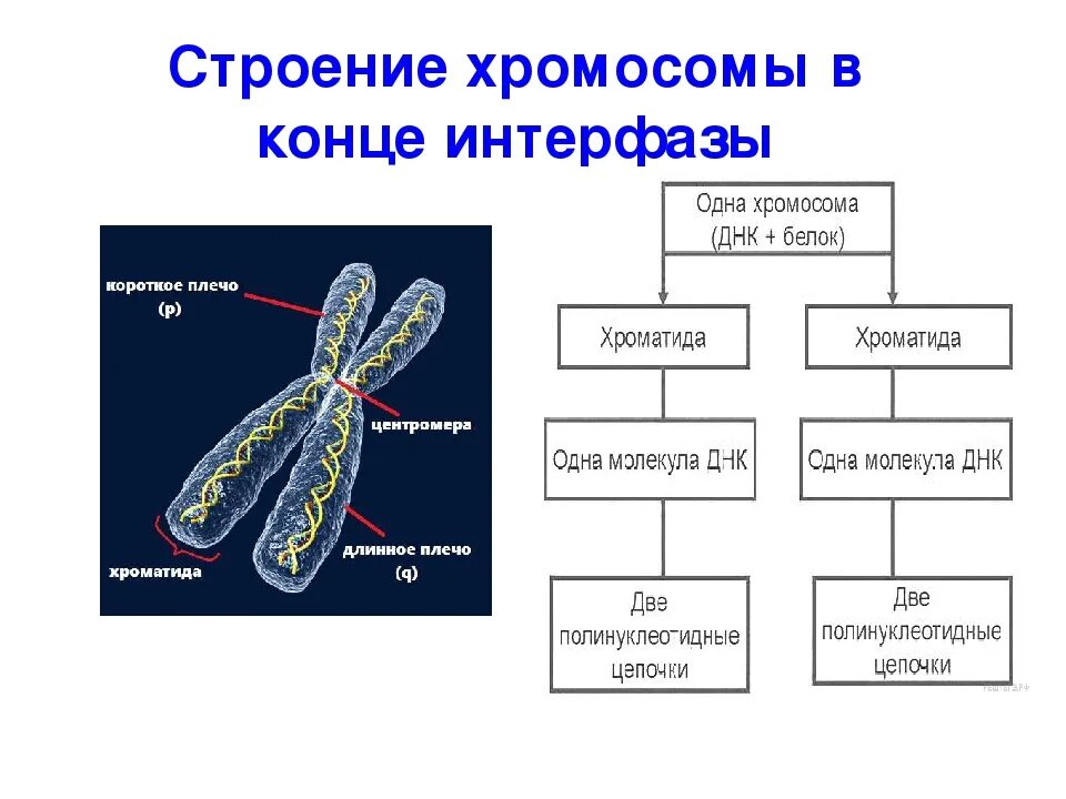 Какой набор в конце интерфазы. Структура хромосомы эукариот. Структура и функции хромосом схема. Схема строения хромосомы. Строение хромосомы эукариотической клетки.