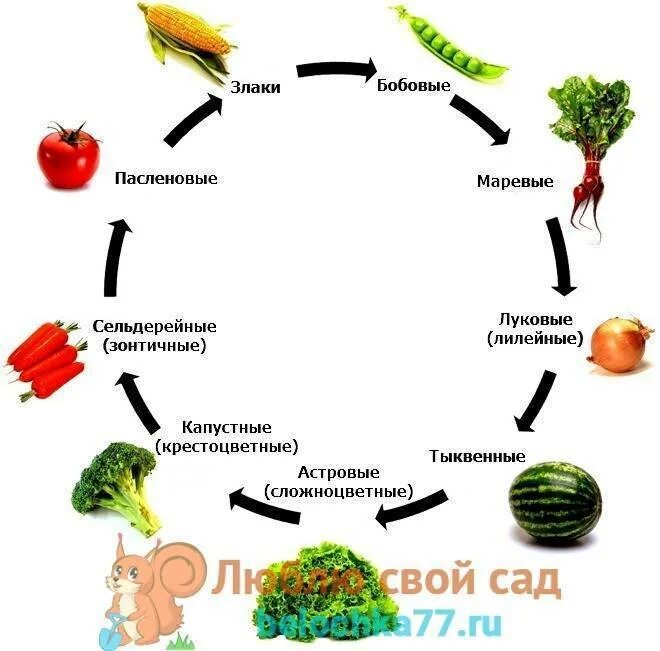 Что посадить после кабачков. Что можно сеять после кабачков и тыквы. Что сажать после кабачков. Что садить после кабачков на следующий год. Что можно посадить после кабачков