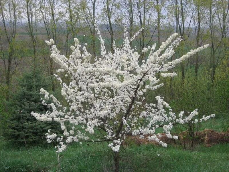 Слива сорт памяти путова. Слива маньчжурская красавица. Уссурийская слива маньчжурская красавица. Маньчжурская красавица описание. Слива чемальская синяя.
