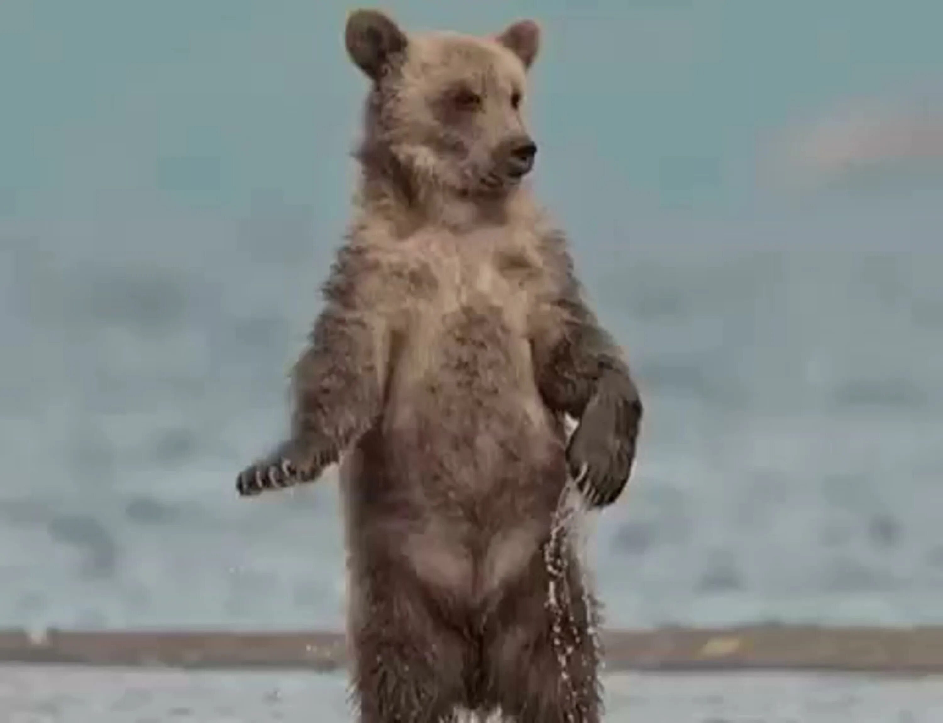 Где медведь танцует. Танцующий медведь. Медведь танцует. Мишка танцует. Животные танцуют.
