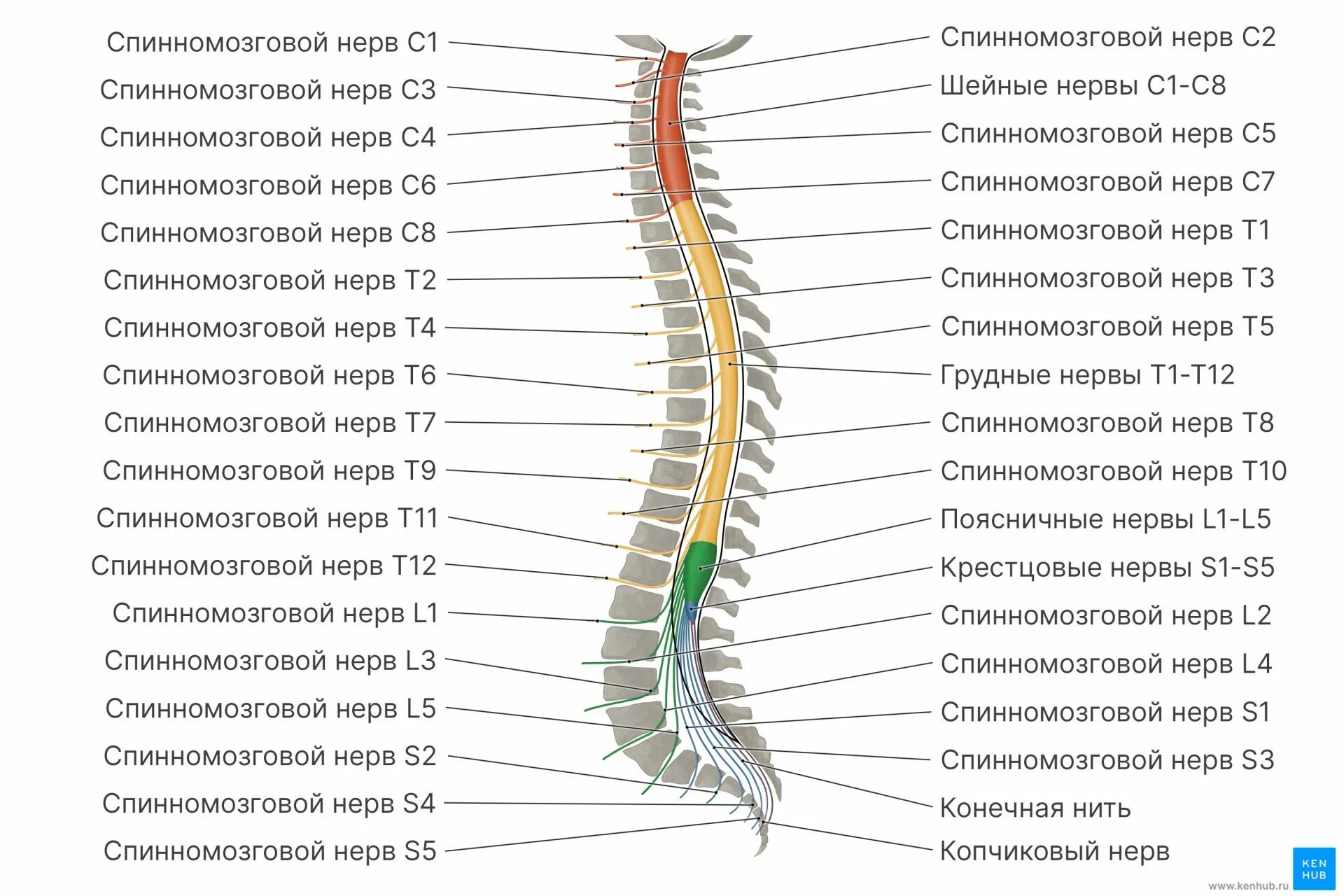 Сколько пар спинномозговых нервов отходит от спинного. Сплетения спинномозговых нервов схема. Иннервация спинномозговых Корешков. Спммозговой Нера. Спинномозговые нервы это нервы.