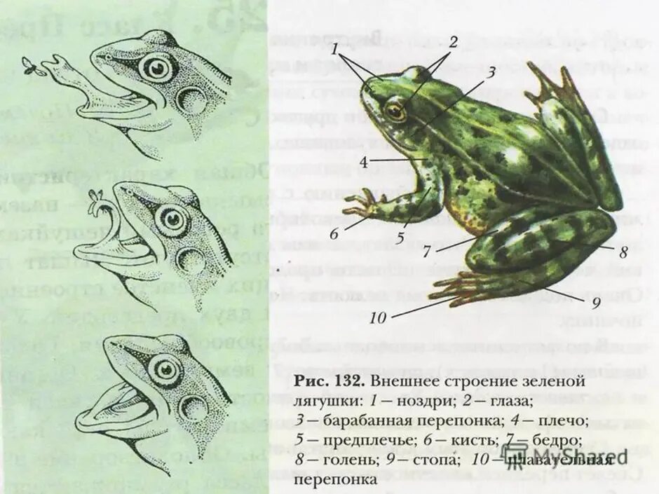 Контрольная по земноводных 8. Внешнее строение травяной лягушки. Внешнее строение лягушки 7 класс биология. Рисунок внешнее строение зеленой лягушки. Внешнее строение зеленой лягушки рис 127.