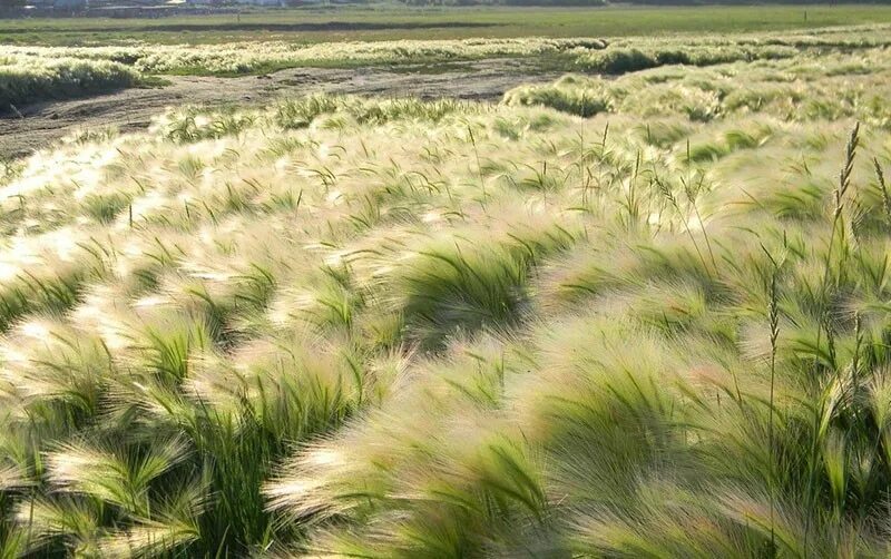 ковыль трава степная. ковыль степной. род ковыль типичен для зоны. ковыль степной доклад 4. ковыль перистый красная книга.