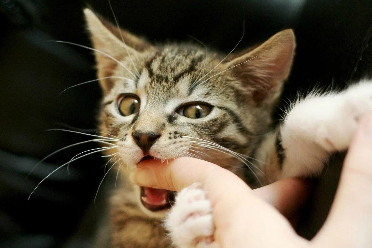 Cat bite