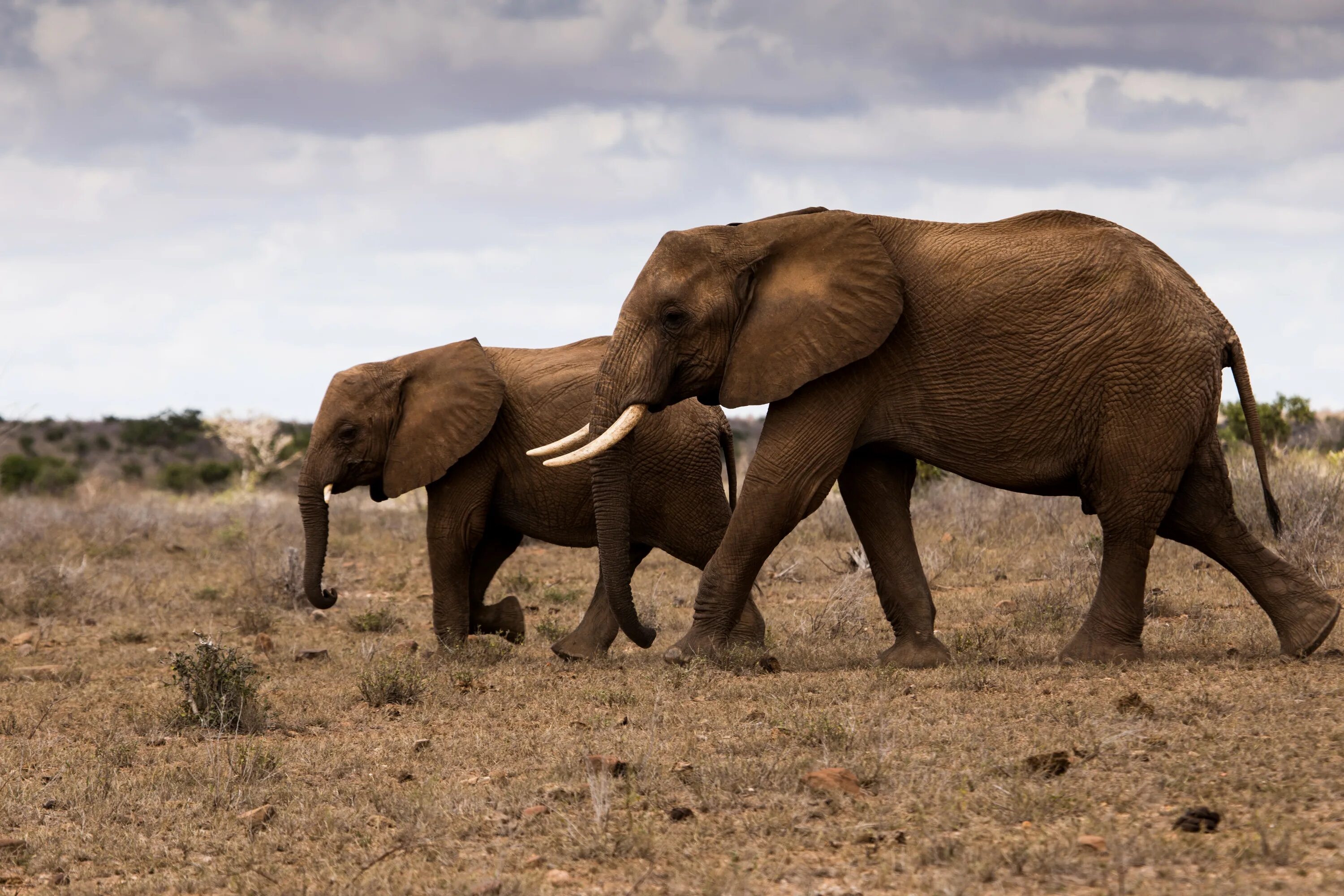 Two elephants. 2 Животных. Слоны в брачный период. Семья слонов 5 штук картинка на рабочий стол.