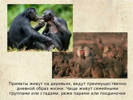 Особенности жизни приматов