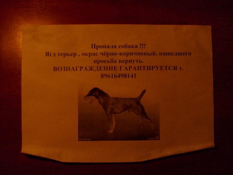 Нашедшего просьба вернуть. Нашедшему просьба. объявление о розыске собаки.