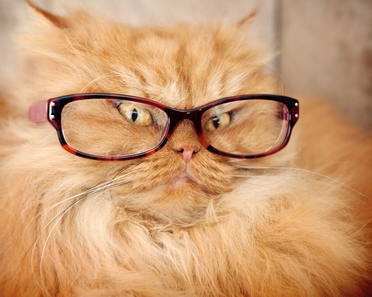Смешные картинки очков. Рыжий кот в очках. Кошка в очках. Рыжая кошка в очках. Смешной кот в очках.