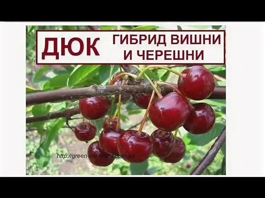 Черешня это гибрид чего. Дюк (гибрид черешни и вишни) чудо вишня. вишня обыкновенная кормилица (дюк). дюк(гибрид черешни и вишни) факел. дюк гибрид вишни и черешни.