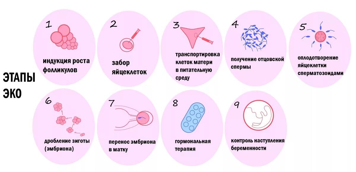 Фазы оплодотворения схема. Этапы оплодотворения схема. Схема экстракорпорального оплодотворения. Цикл эко по дням схема. Эко сколько раз можно делать по омс