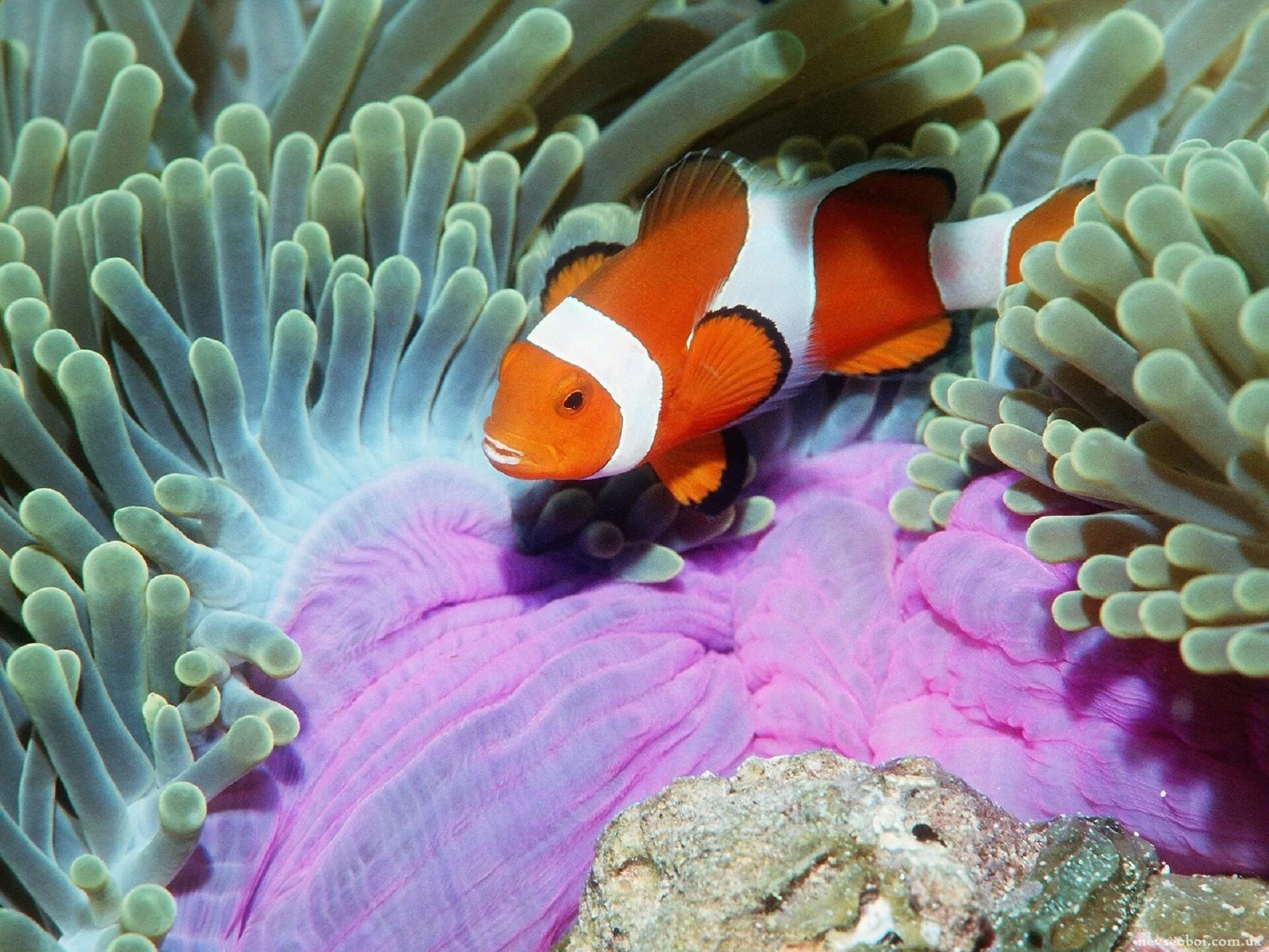 Про обитателей океана. Рыба клоун амфиприон. Рыба клоун в актинии. Рыба клоун и актиния симбиоз. Оранжевый амфиприон.
