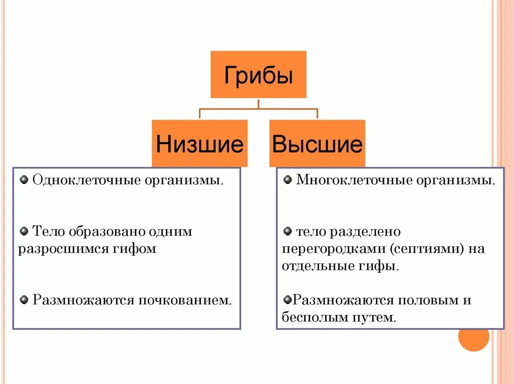 Чем отличается высокая. Отличие высших грибов от низших. Каково отличие низших грибов от высших?. Отличие высших грибов от низших грибов. Строение грибов низшие и высшие.